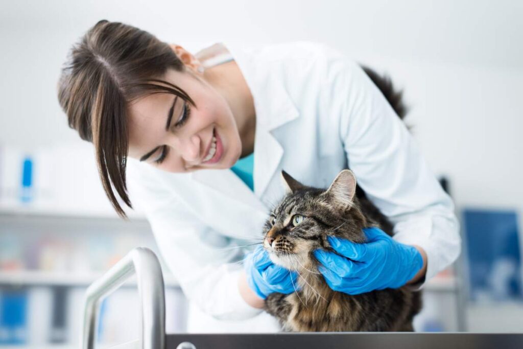 Veterinarian photo from Adobe Stock