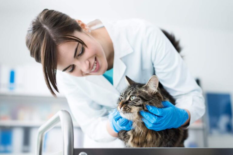 Veterinarian photo from Adobe Stock