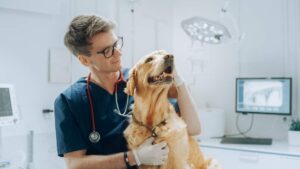 Veterinarian photo from Adobe Stock