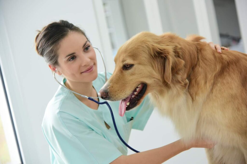 Veterinarian photo from Adobe Stock
