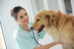 Veterinarian photo from Adobe Stock