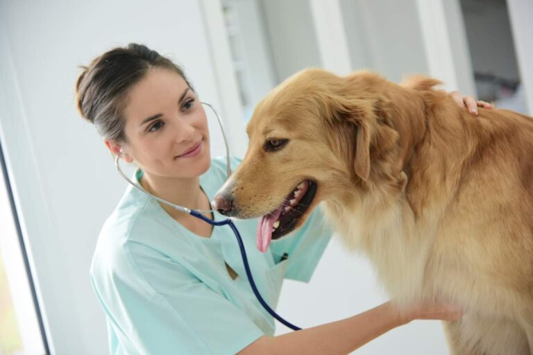 Veterinarian photo from Adobe Stock