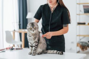 A family supervises a calm dog and cat meeting through a safety gate in a bright home.