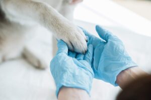 Veterinarian examining a dog beside a heartworm testing kit and medical chart.