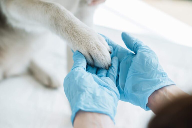 Veterinarian examining a dog beside a heartworm testing kit and medical chart.